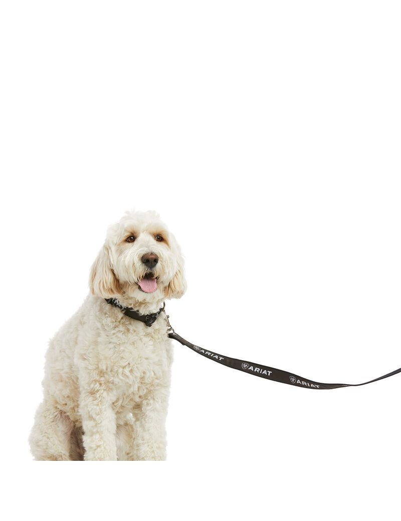 Pet Accessories Ariat Dog Leash Noir Grise | UQZ-8701562